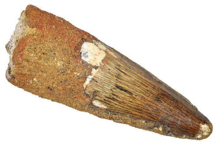 Fossil Spinosaurus Tooth - Real Fossil Tooth #372909